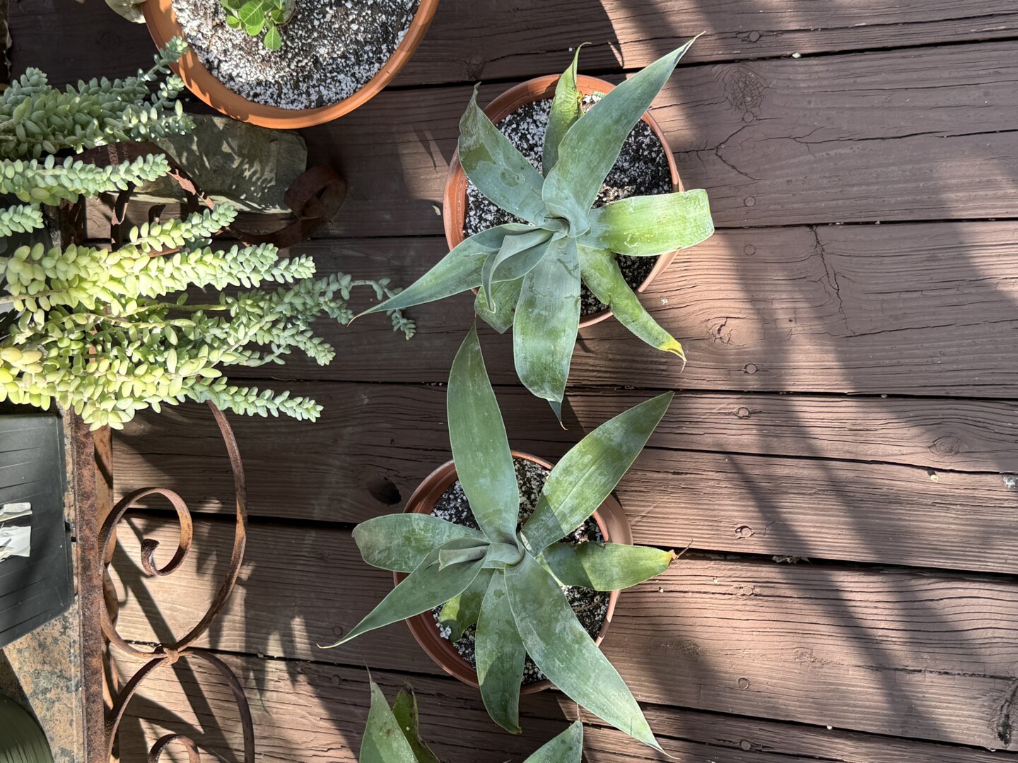 3.hoshi_succulent様 Echeveria 'Hoshikage' – DesertScapeSucculent