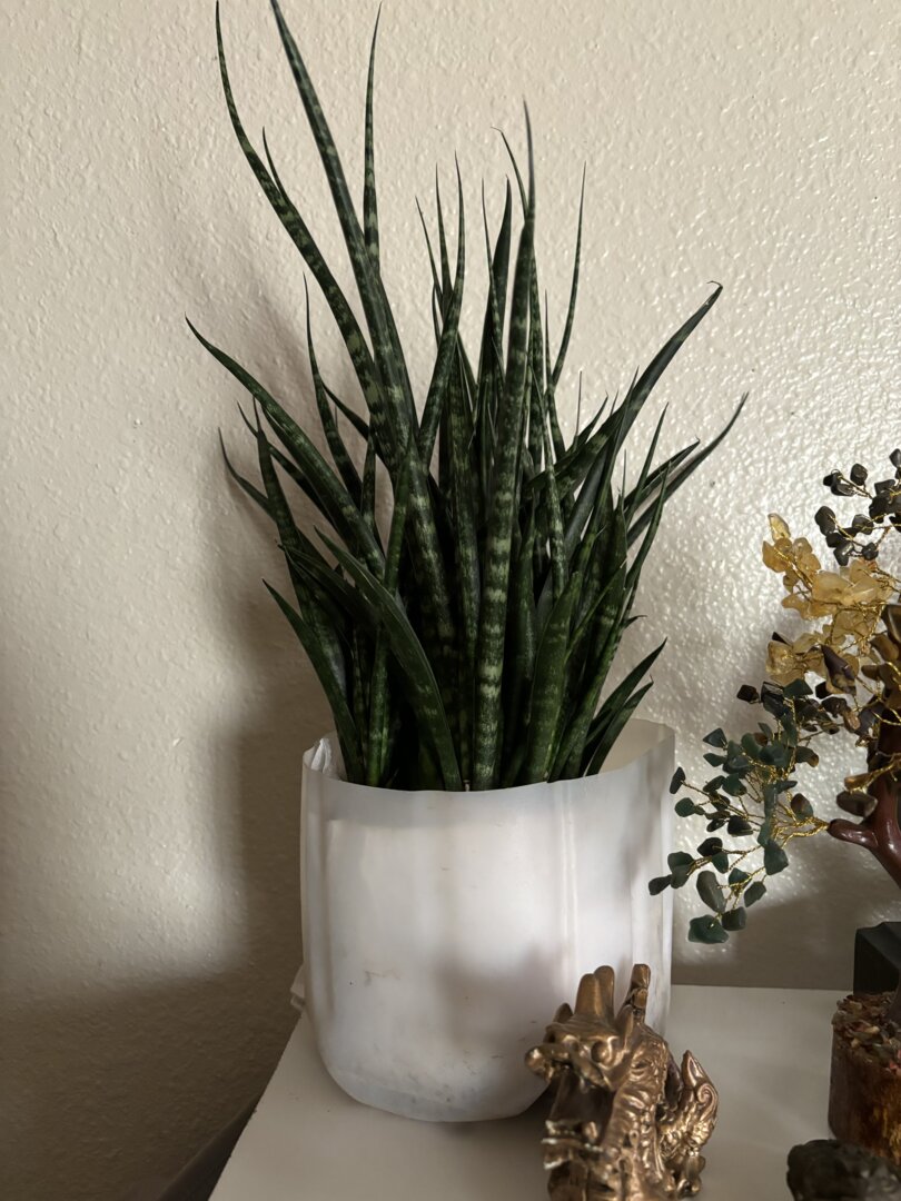 Sansevieria 'Futura Superba' Snake Plant  DesertScapeSucculent