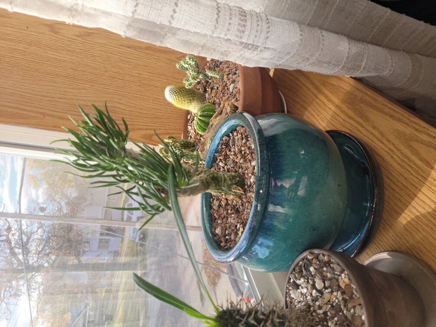 Echeveria 'Hoshikage' – DesertScapeSucculent