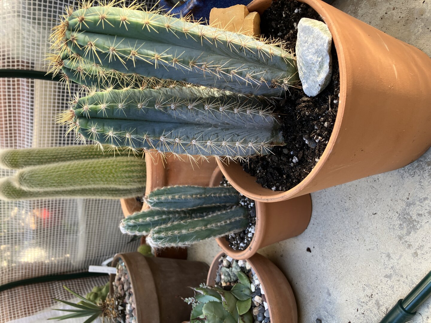 Agave difformis – DesertScapeSucculent