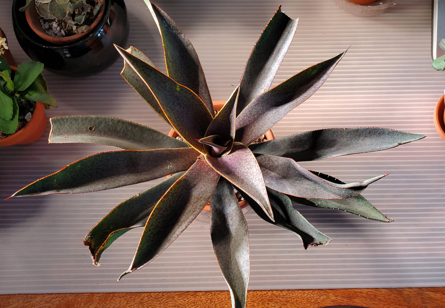 Agave schidigera 'Royal Flush' – DesertScapeSucculent