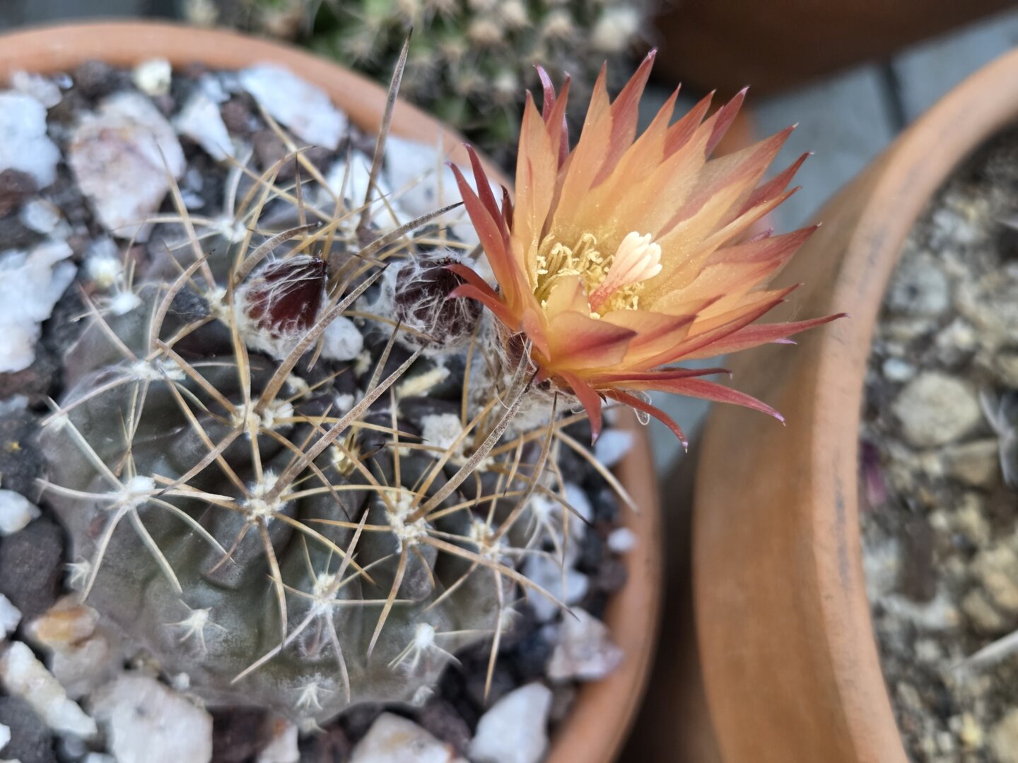 Echeveria 'White Phoenix' – DesertScapeSucculent