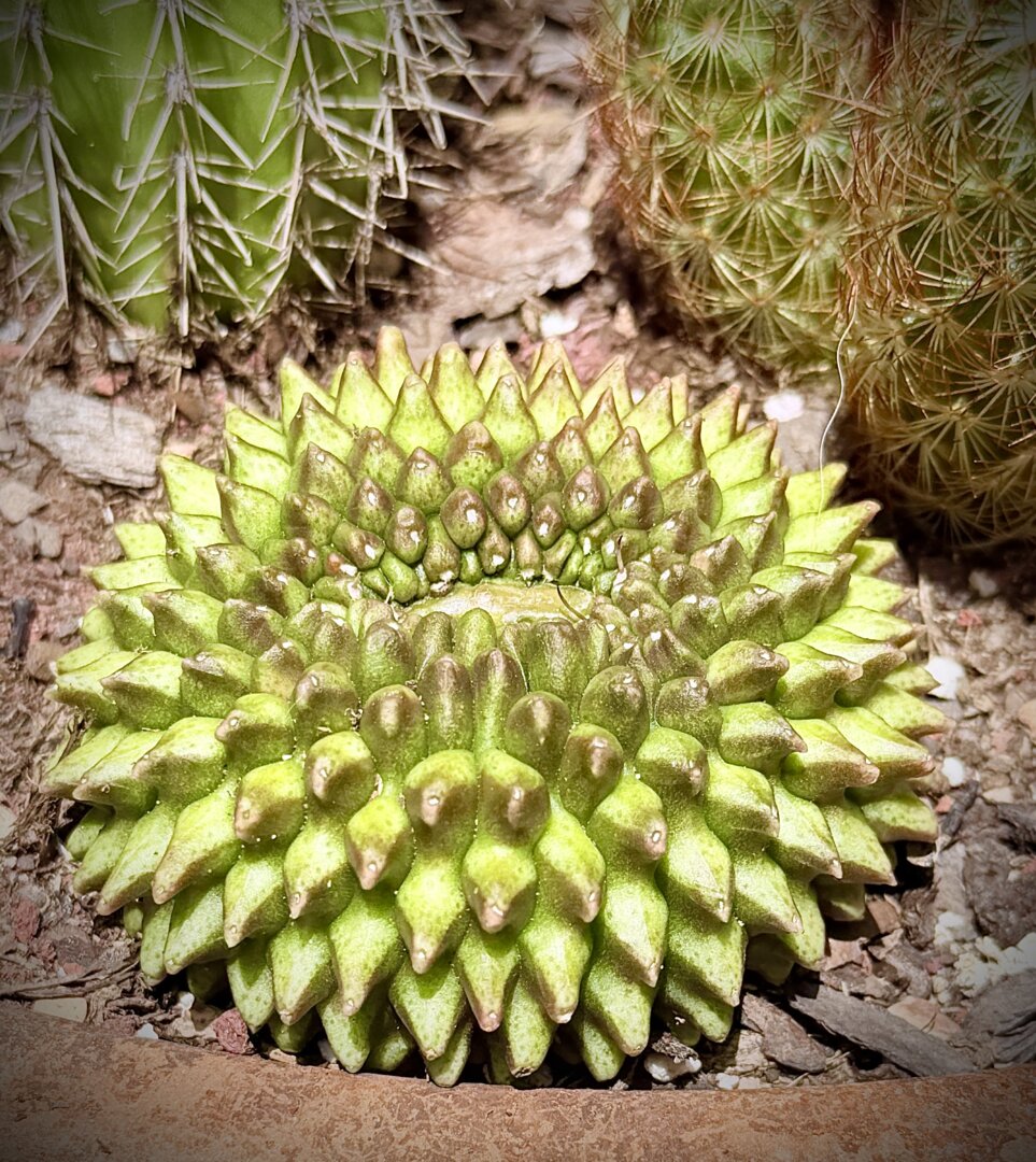 Aeonium 'Copper Kettle' – DesertScapeSucculent