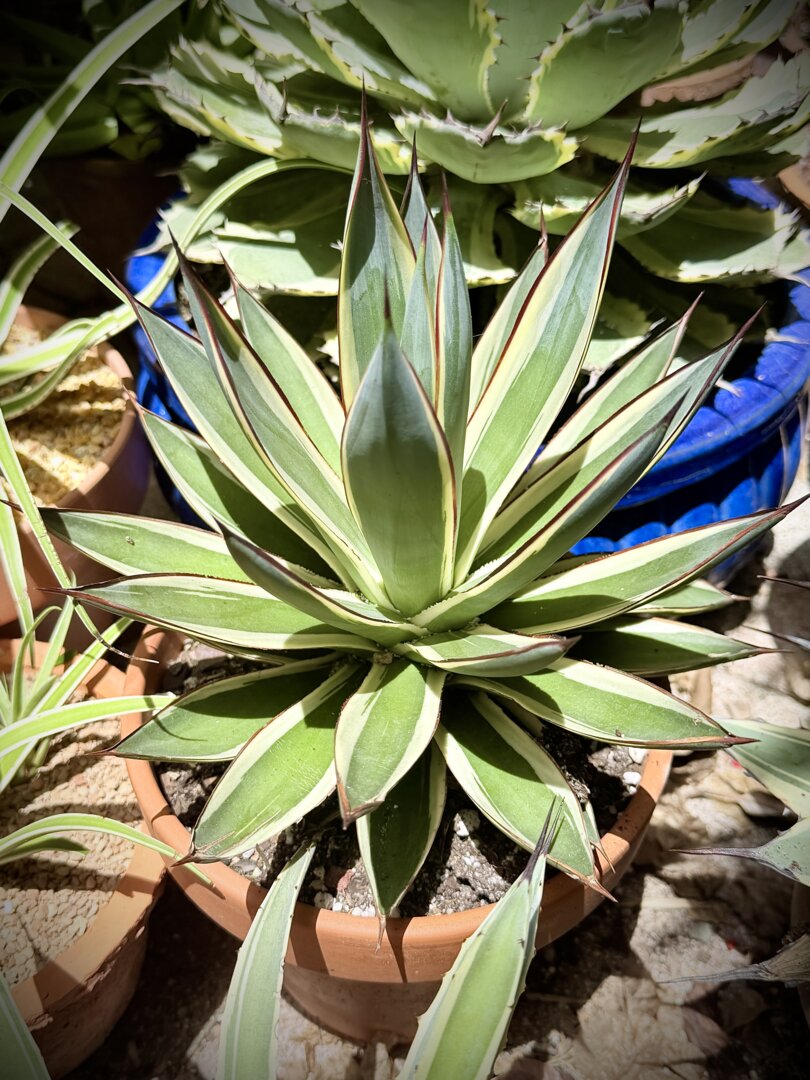 Aeonium 'Copper Kettle' – DesertScapeSucculent