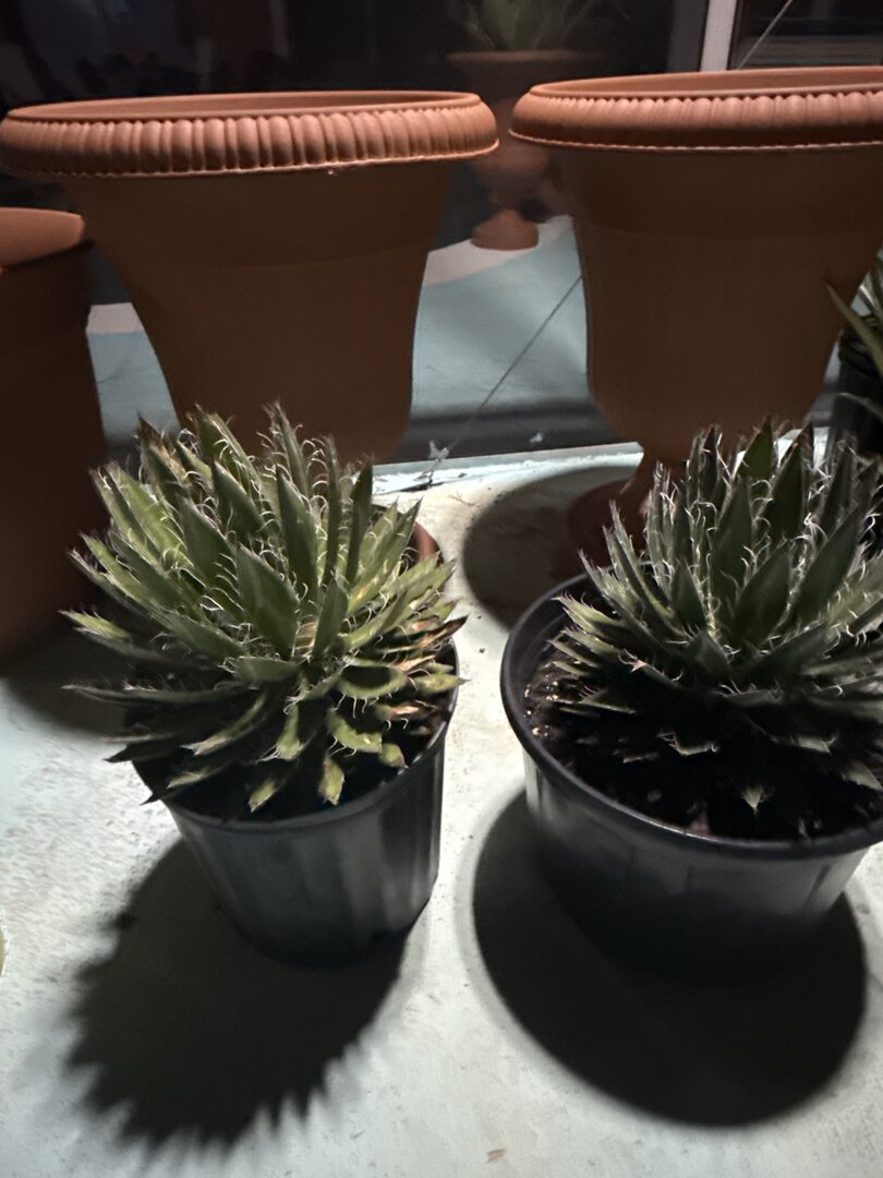 Echeveria 'Alba Beauty' – DesertScapeSucculent
