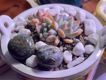 Echeveria 'Cream Puff'  DesertScapeSucculent