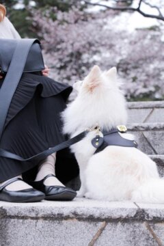 PERFETTO HARNESS 本革製ハーネスベスト BLACK – pawdea