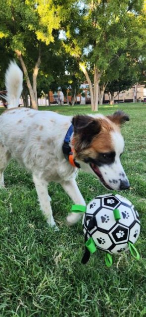 Chewie Viral Doggie Ball