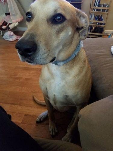 DrPawsShop™ 8 Months Flea and Tick Free Collar