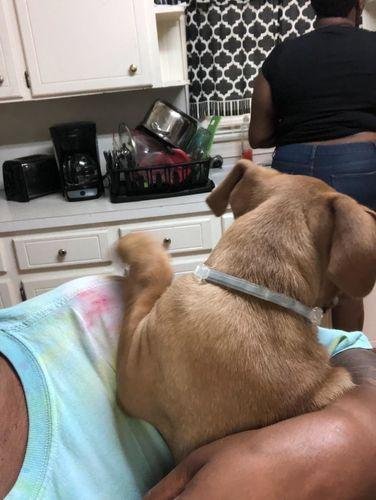 DrPawsShop™ 8 Months Flea and Tick Free Collar