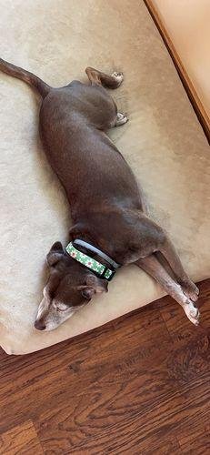DrPawsShop™ 8 Months Flea and Tick Free Collar