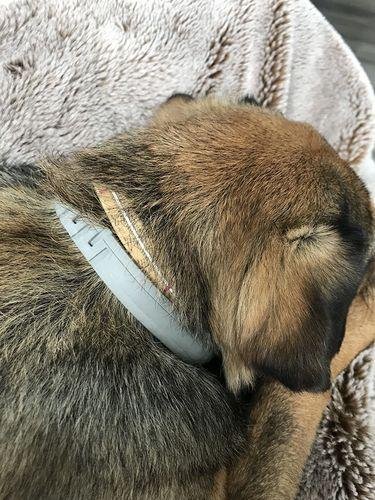 DrPawsShop™ 8 Months Flea and Tick Free Collar