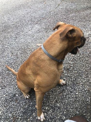 DrPawsShop™ 8 Months Flea and Tick Free Collar