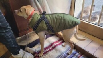 Dog Jacket With Harness review
