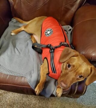Dog Jacket With Harness review
