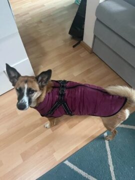 Dog Jacket With Harness review