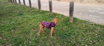 Dog Jacket With Harness review