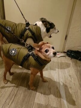 Dog Jacket With Harness review