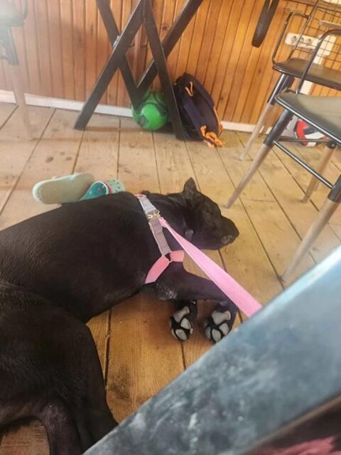 Set Harnais et Laisse pour Chien Suprême
