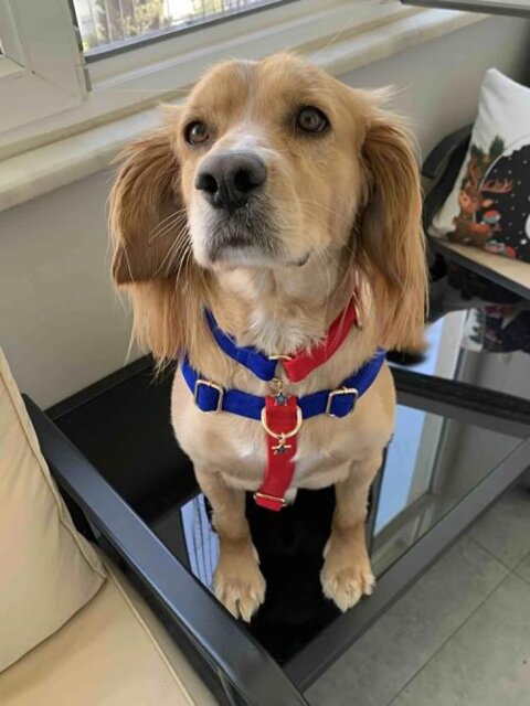 Set Harnais et Laisse pour Chien Sirius | Rouge et Bleu | PattePatte
