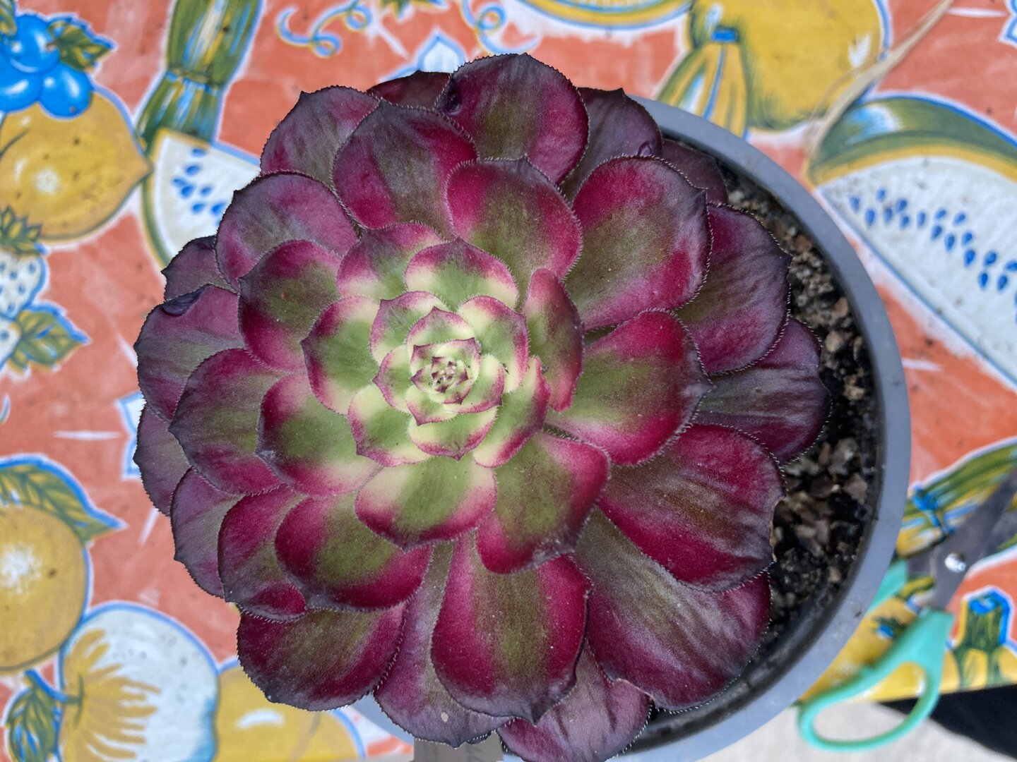Joode W.