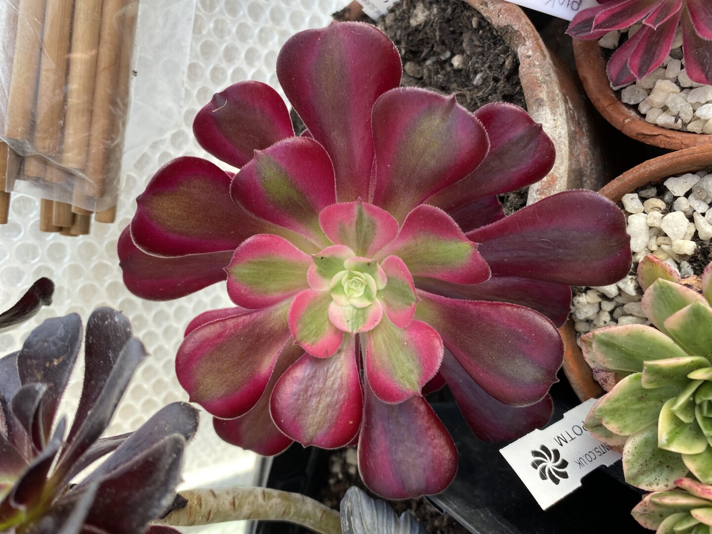 Janet D.
