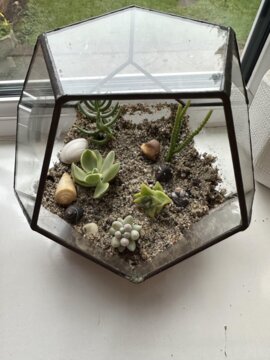 Succulent Cuttings Bundle review