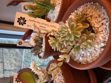 セダム 'ジョイス・タロック' バリエガータ – Surreal Succulents