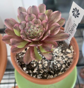 アエオニウム 'ピンクデイジー' – Surreal Succulents