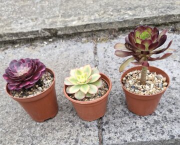 アエオニウム 'ブラックキングコング' – Surreal Succulents