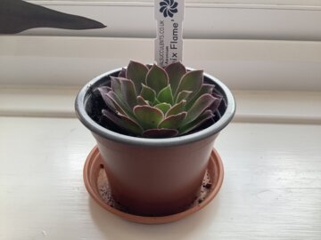 アエオニウム 'フェニックスフレーム' – Surreal Succulents