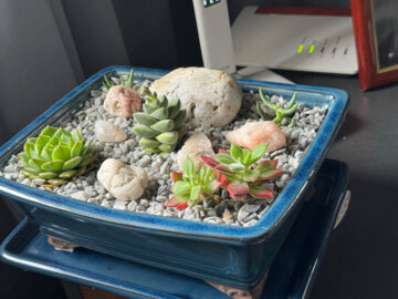多肉植物挿し木セット – Surreal Succulents
