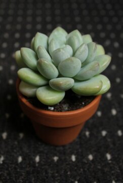 パキフィツム 'バブルガム' – Surreal Succulents