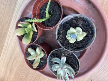 多肉植物挿し木セット – Surreal Succulents