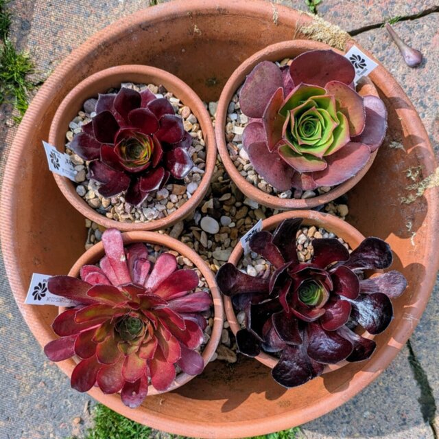 x Semponium 'Destiny'