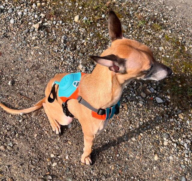 Whispera™ Dog Harness