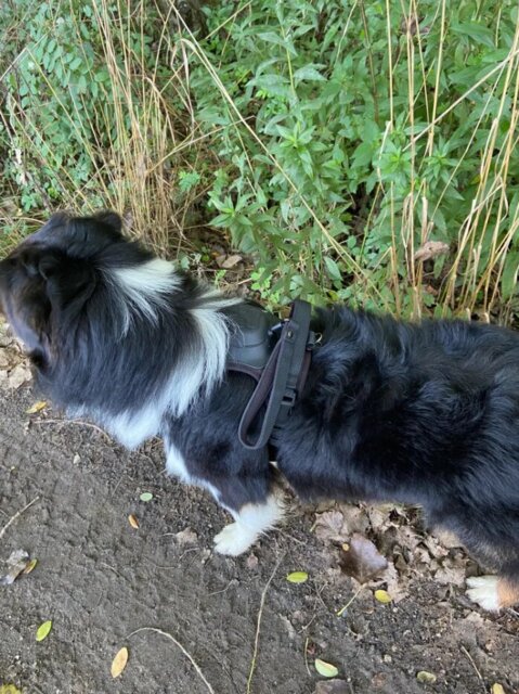 Whispera™ Dog Harness