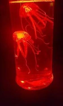 RoyaleGlow Jellyfish LED Lamp & Aquarium for Relaxation