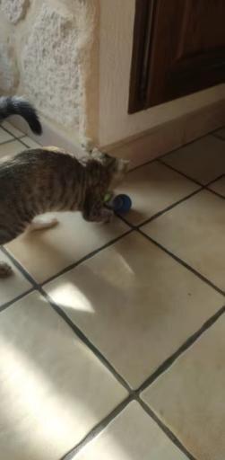 Luxora Interactive Rechargeable Cat Toy Ball for Fun