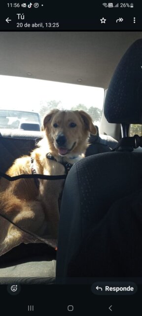 Purina Pro Plan EN Gastroenteric Canino 7.5kg – NovaPet